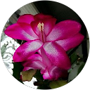 Melli Meier profile picture